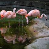 John Ball Zoo