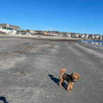 Easton's Beach