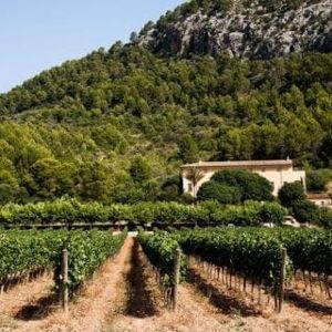 Wine Tour