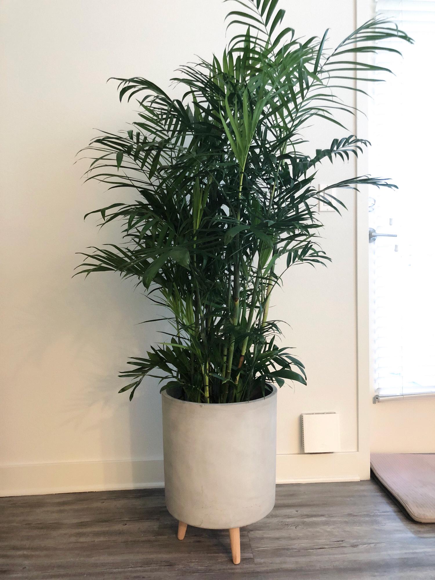 Our first plant baby, Bruce