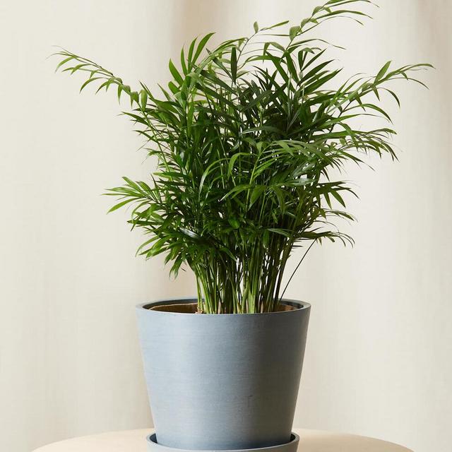 Real Parlor Palm Plant in White Pot
