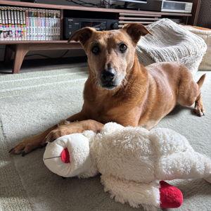 Toys for Ellie