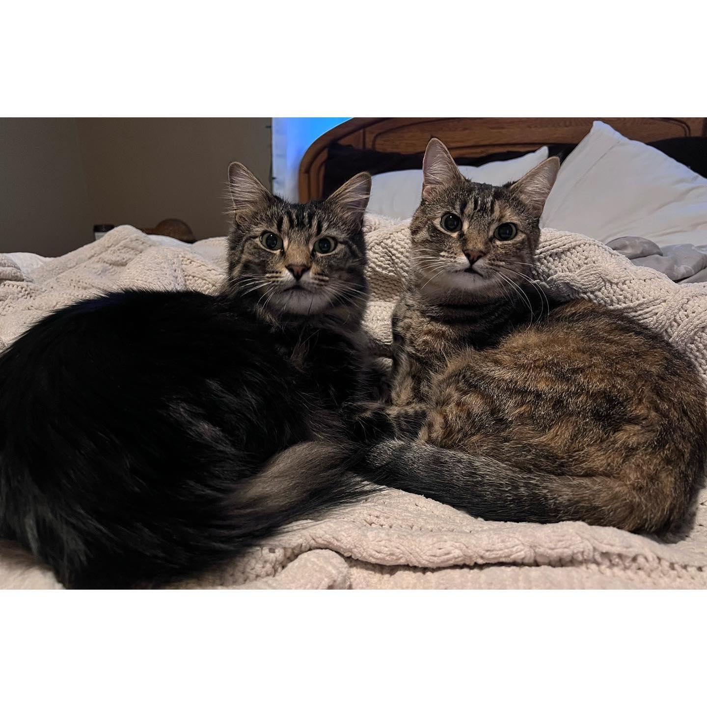 Pinball (right) and Wizard (left) - our fluffy babies!