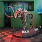 Florida Museum of Natural History-Exhibits