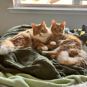 The Farm - Cat Fund