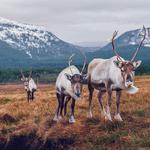 Cairngorms National Park