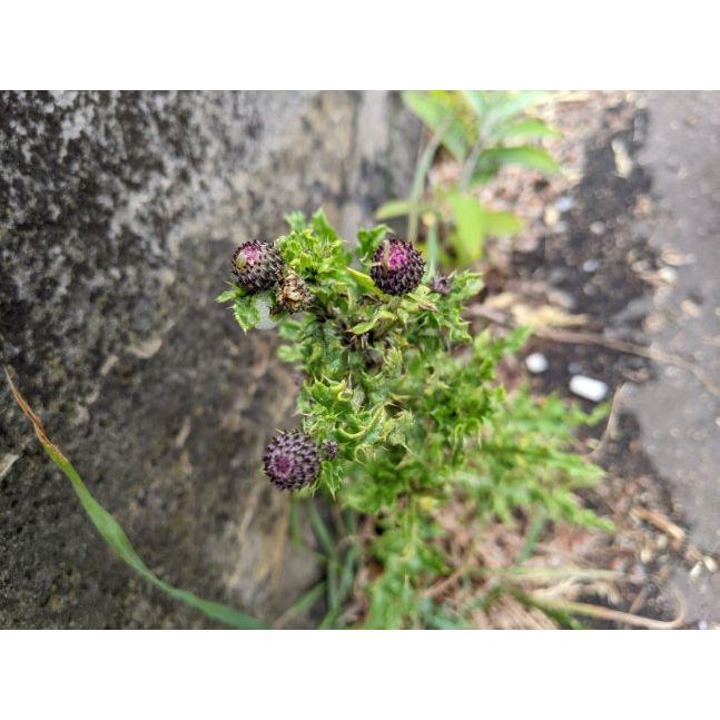 Ryan loved finding the Scottish Thistle's throughout our trip. This was the first one he found. 