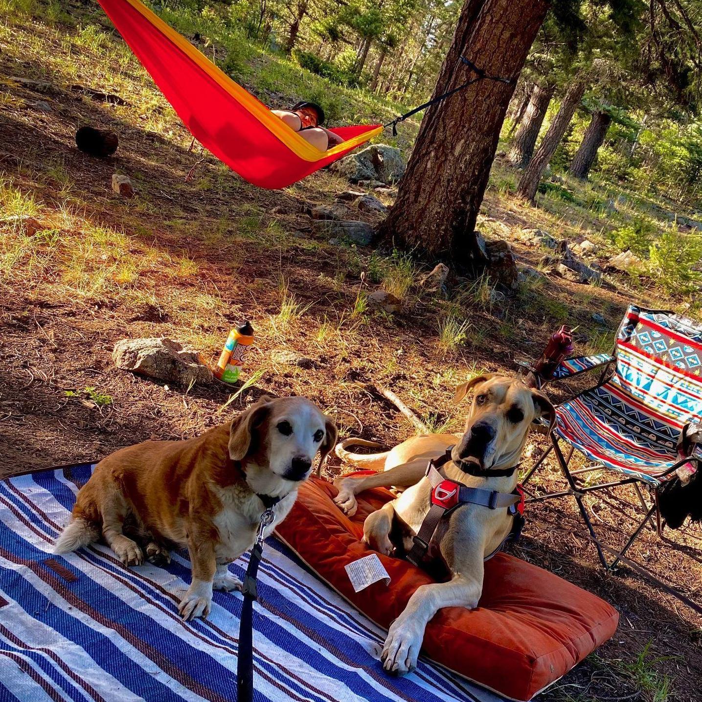 Miss Dixie and Gaston chillin in the Wilderness