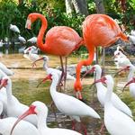 Everglades Wonder Gardens