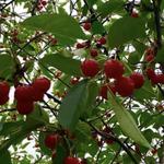 Choice Orchards