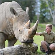 Animal Encounters at the Australia Zoo - Rhino, Koala, Wombat