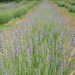 Lavender Ridge Farms & Café