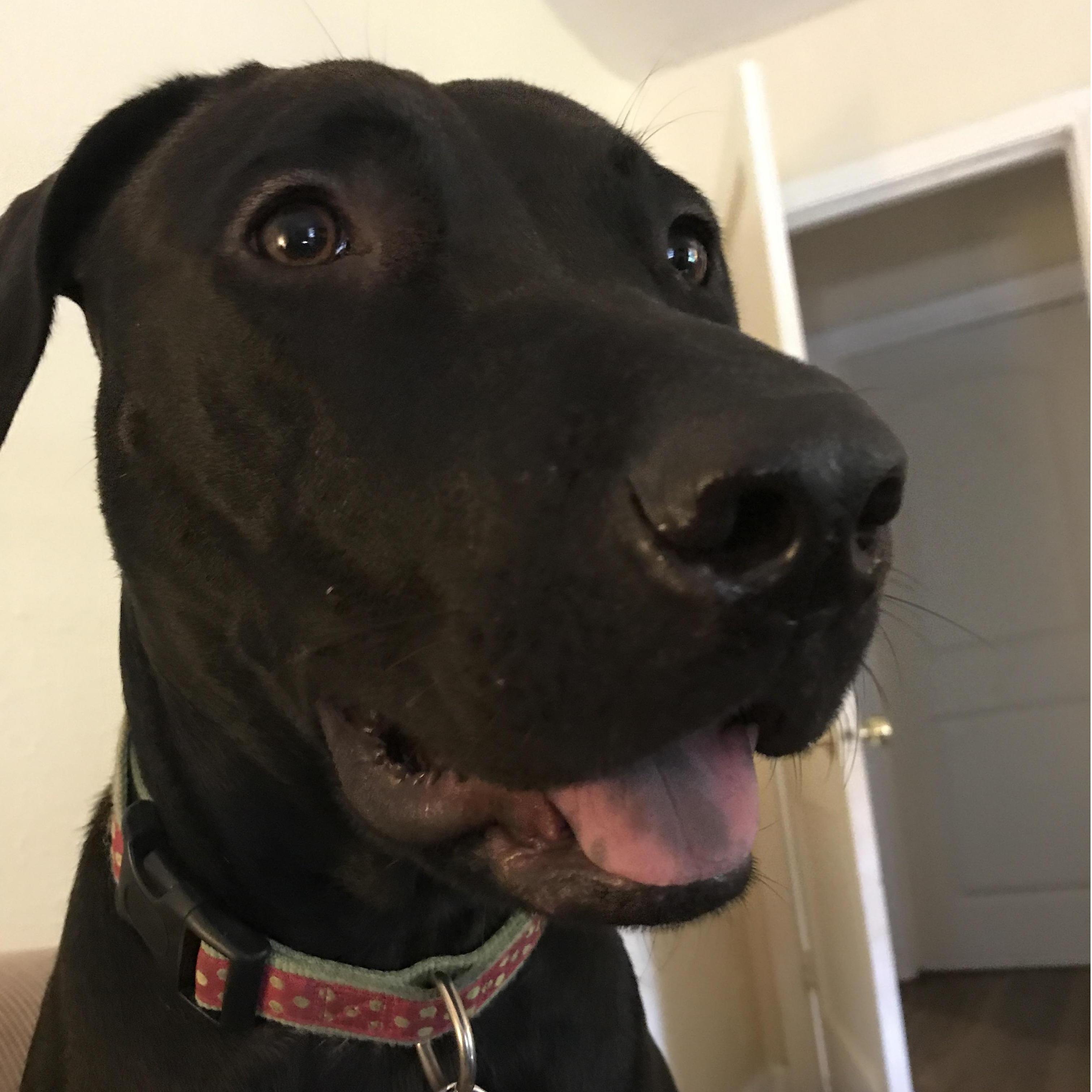 Our Gracie Girl