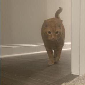 Our cat "Tucker"