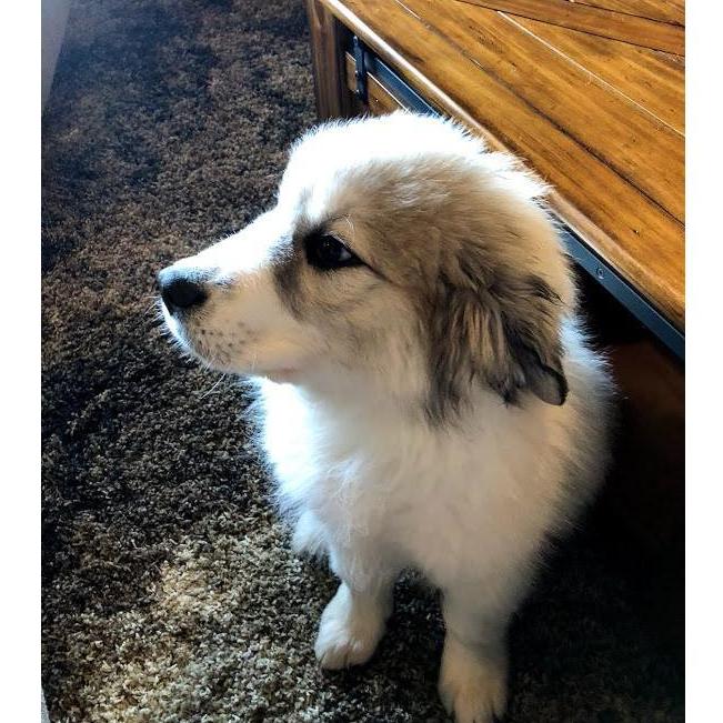 New house, new state, new dog. Welcome home, Ullr! 04.2018
