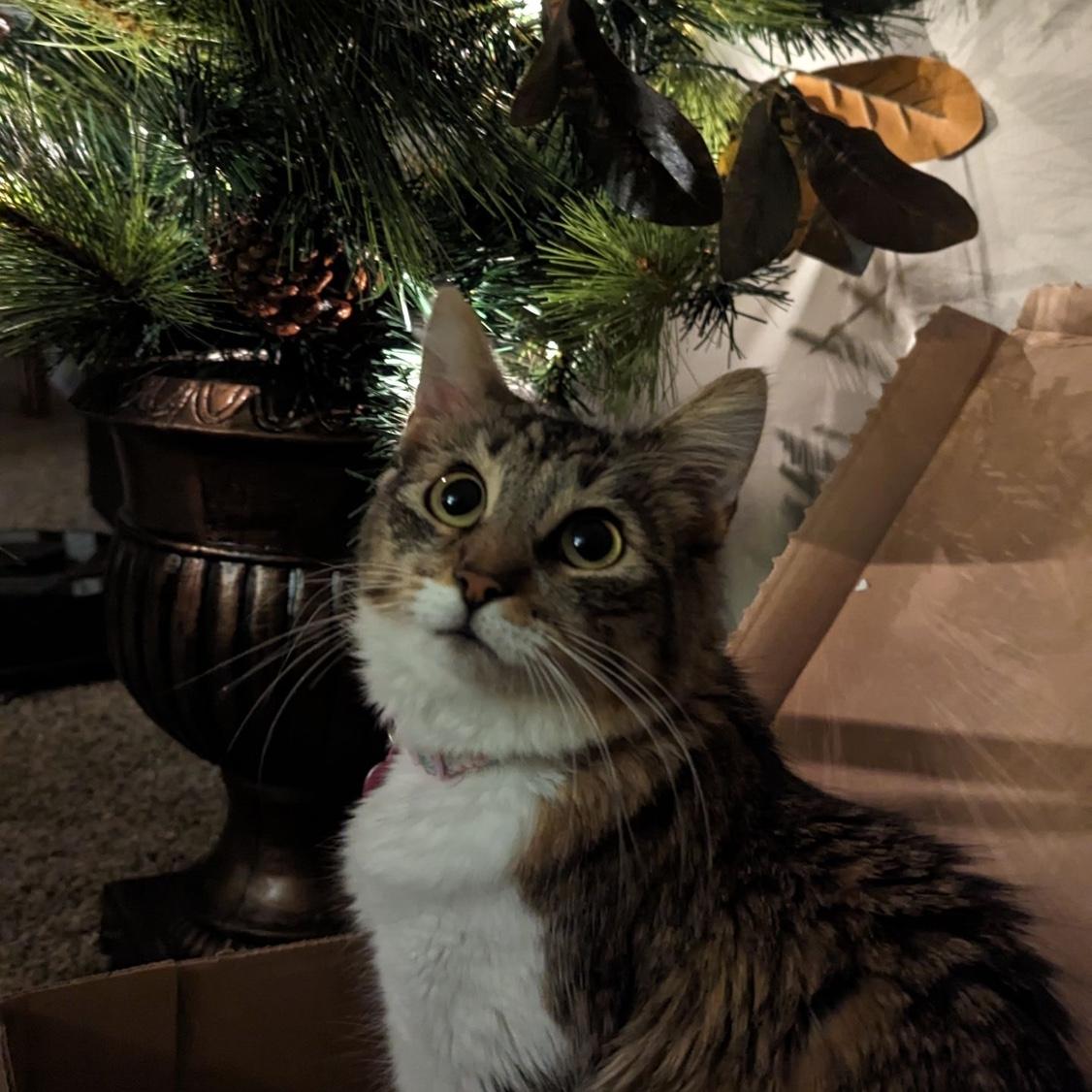 This is Clara, our cat.