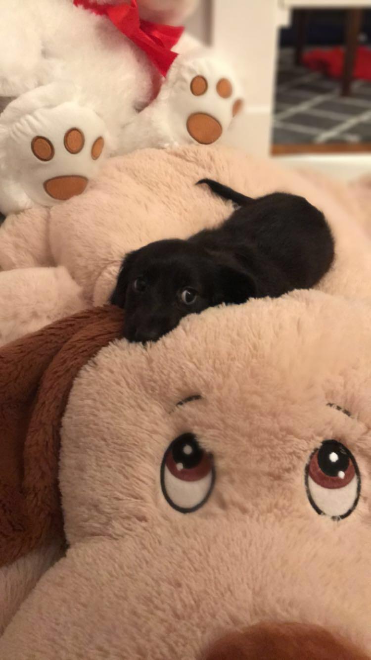 Our first picture Stevie The Weenie