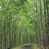 Catskill Scenic Trail