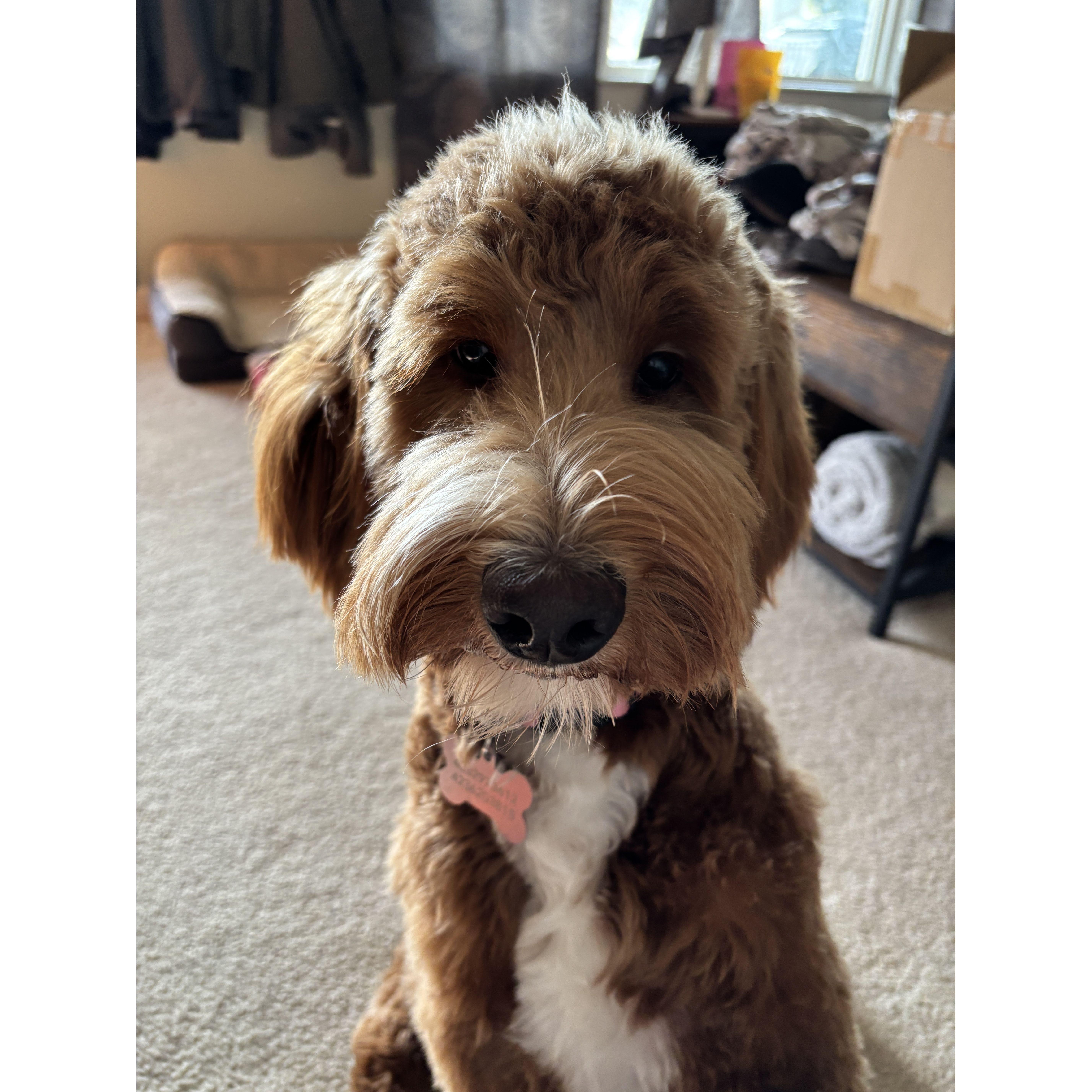 Our adorable fur baby!