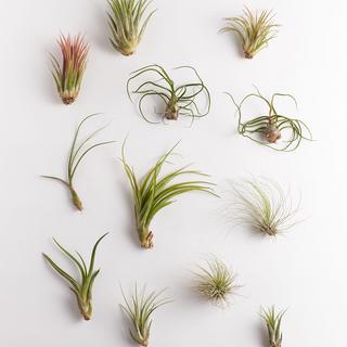 Assorted Tropical Tillandsia Air Plants, Set of 12