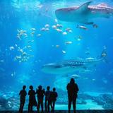 Georgia Aquarium