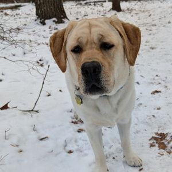 Yard for Hank