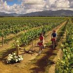 Bike Tour of the Wineries