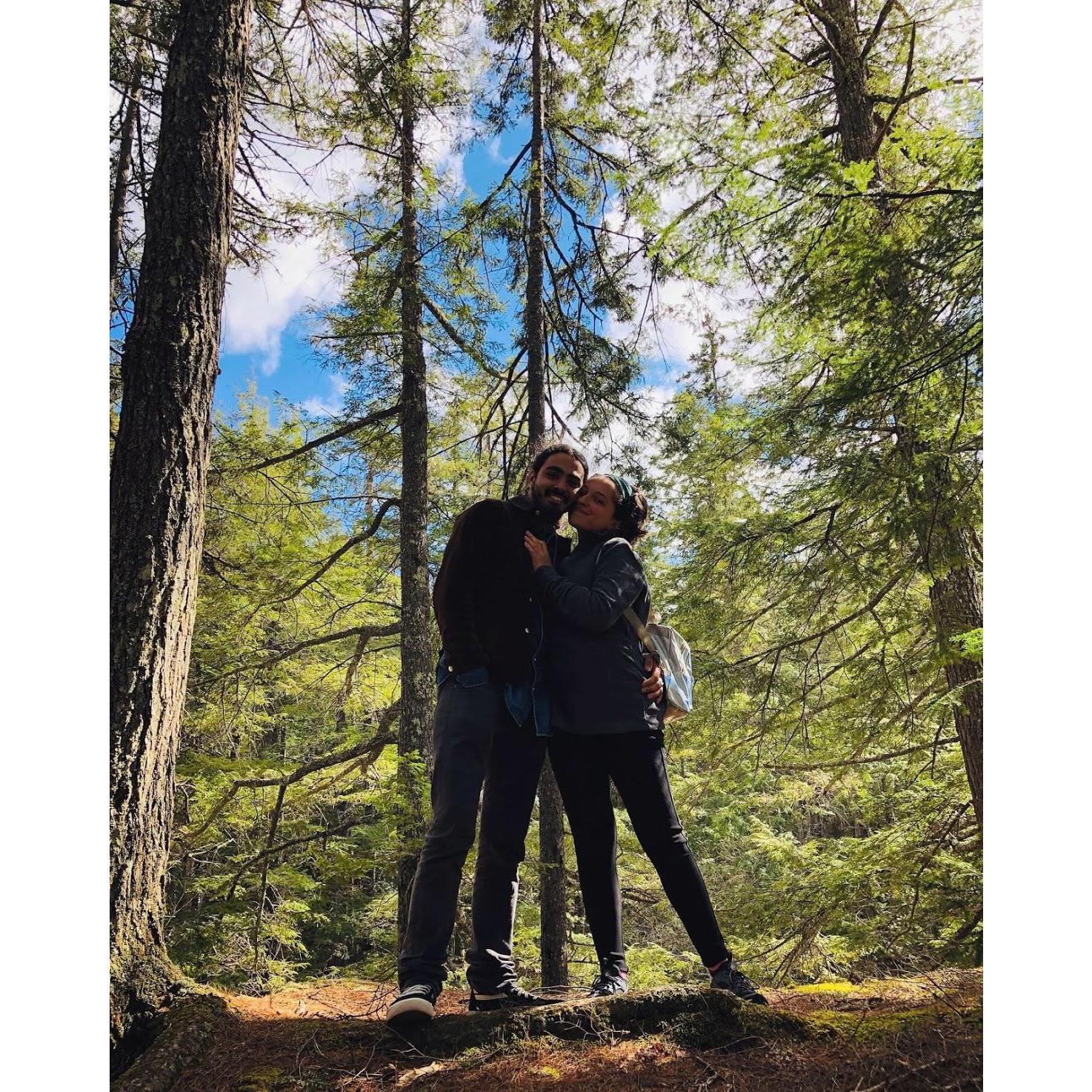These trees!