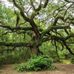 Twelve Oaks Nature Trail