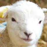 Cotswold Farm Park