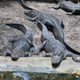 St. Augustine Alligator Farm Zoological Park