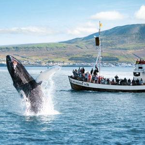 Honeymoon - Whale watching tour for two
