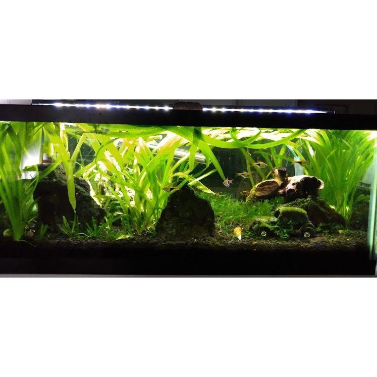 It started with Sarah taking home the classroom pet, Marshmallow the Betta fish. They were hooked! Sarah and Jared keep two fish aquariums and have a pet Gargoyle gecko, Magellan aka Gargy.