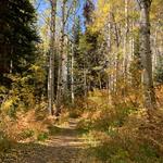 Fish Creek Falls Hike