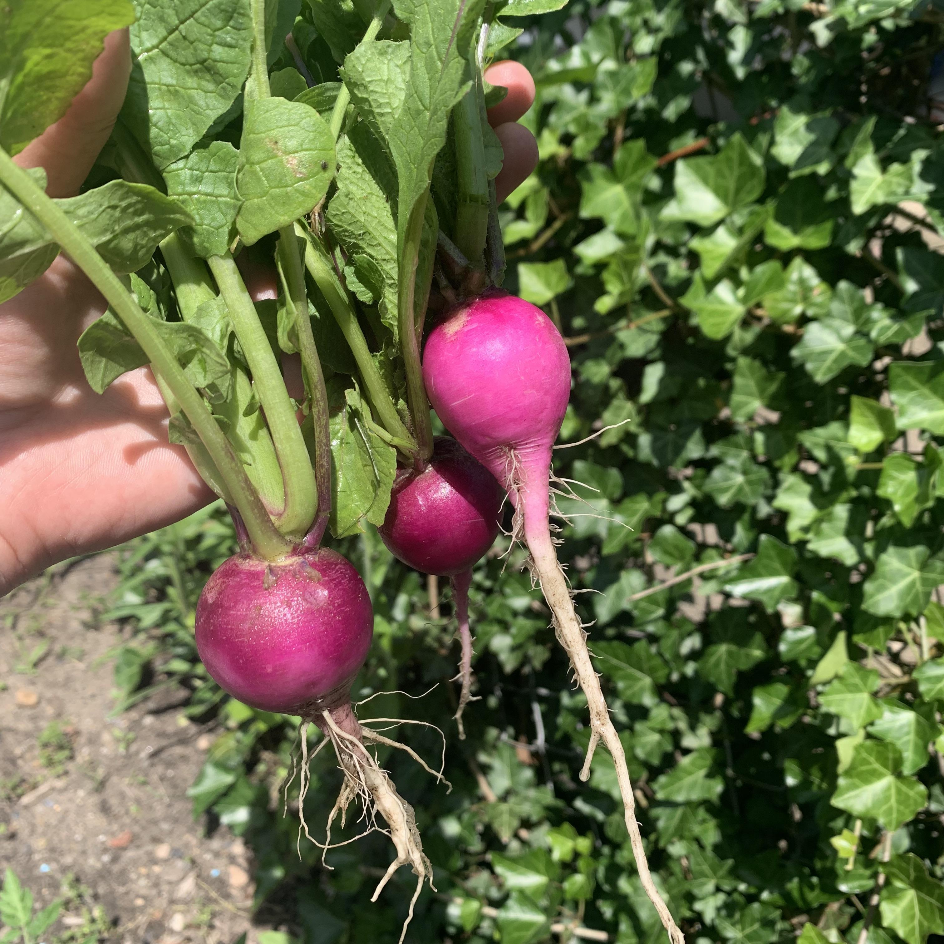 Radishes from our garden. We've had one each year beginning in 2016, June 2019.