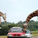 Natural Bridge Wildlife Ranch