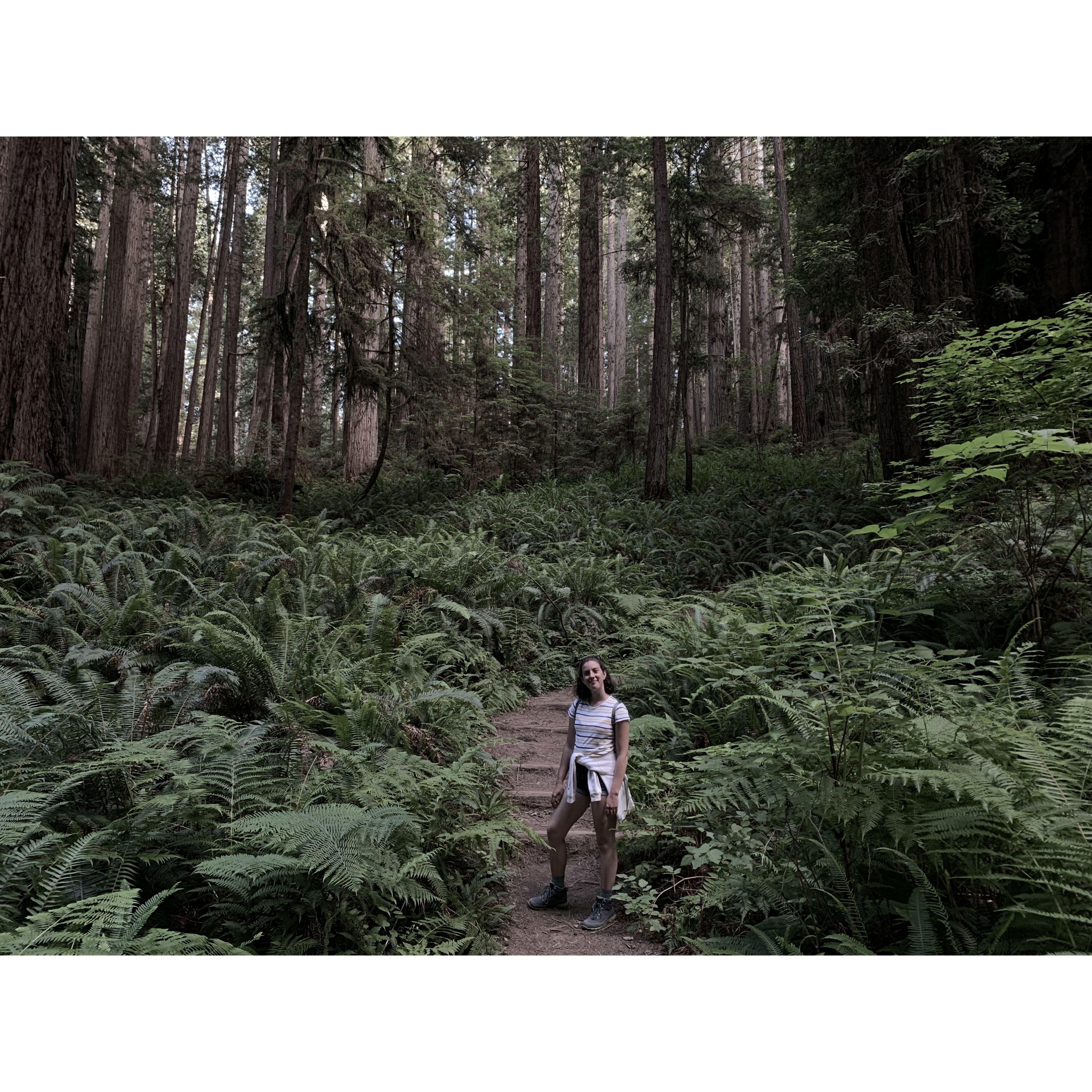 Redwoods!