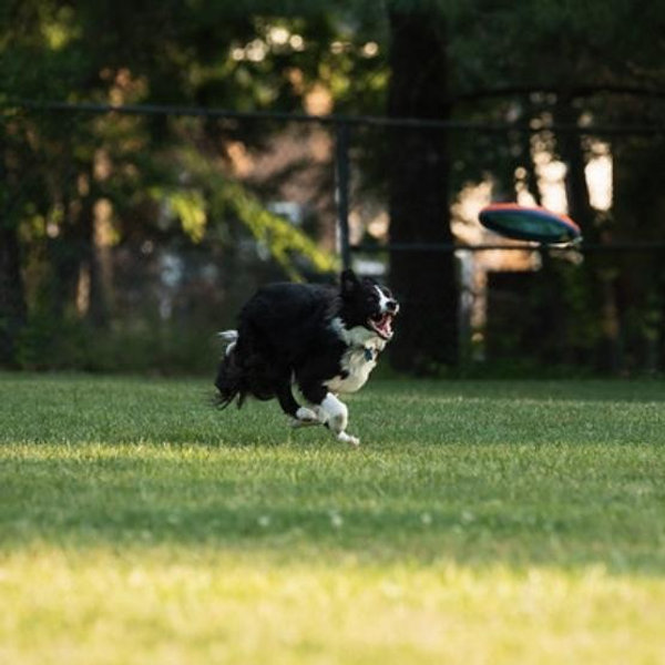 Frisbee Fund