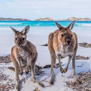 Honeymoon Fund - Australia - VENMO option