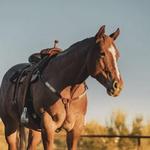Horseback Riding