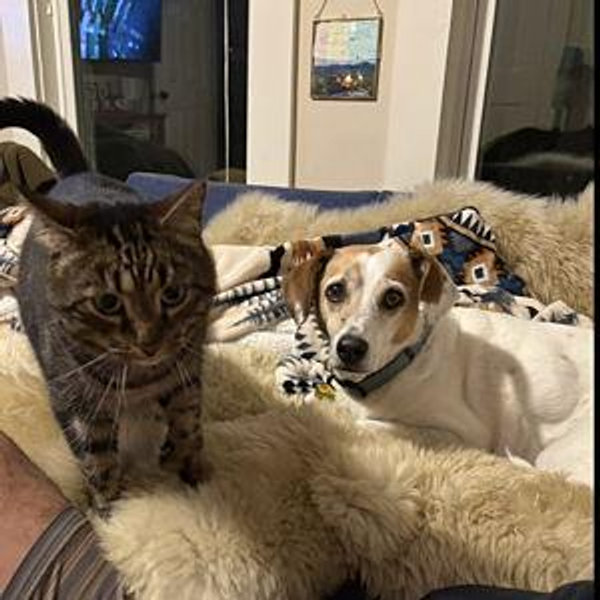 Animal Care for a Couple's Getaway
