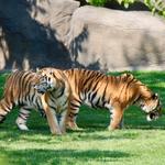Detroit Zoo