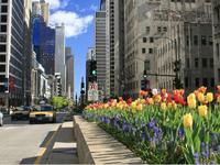 Magnificent Mile