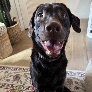 Pet Hotel For Our Honeymoon