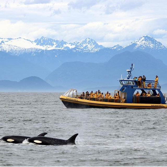 Honeymoon Vancouver Whale Watching Zodiac Boat