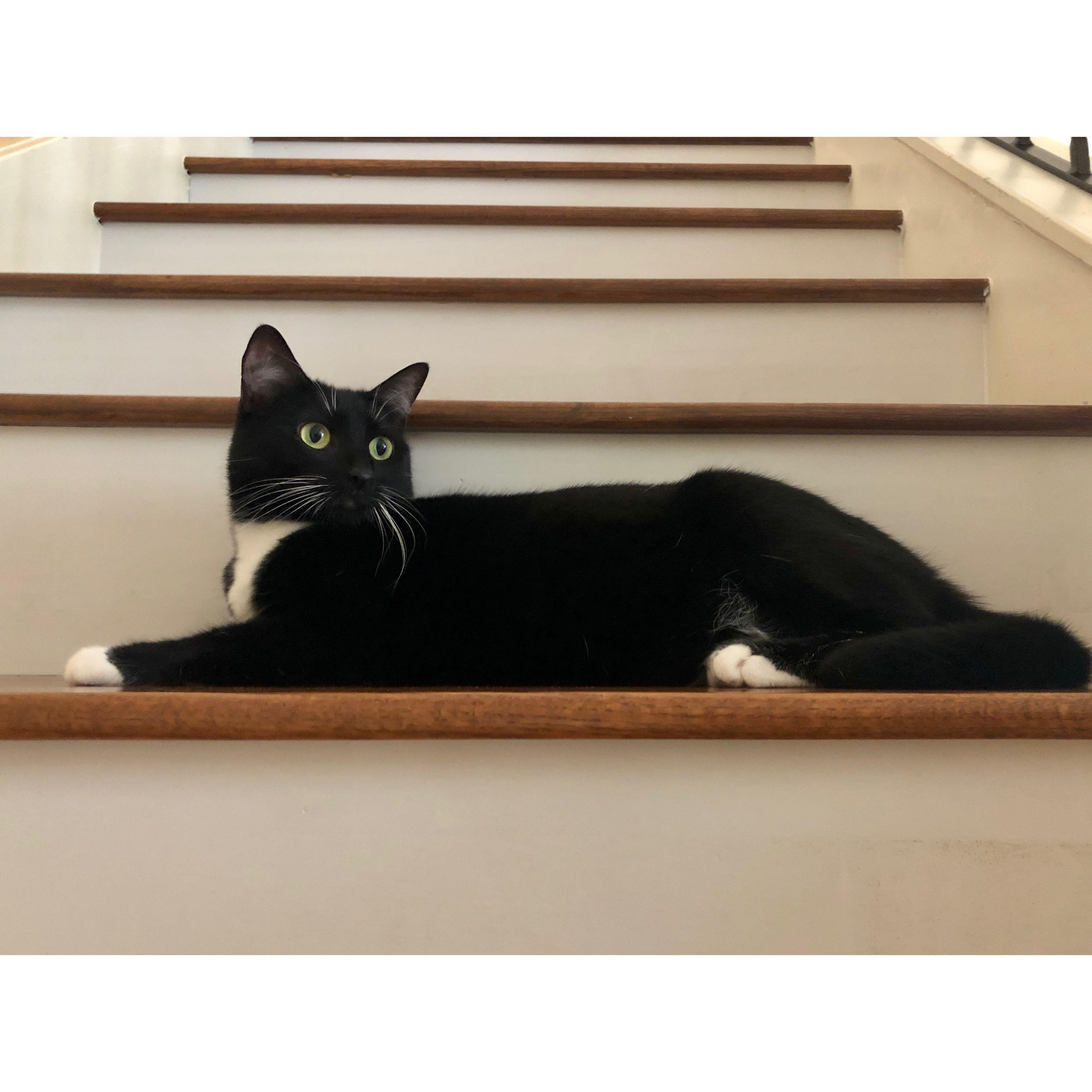Our youngest Fur Baby, Cleo! She's a shy but sweet one