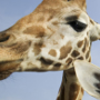 Peoria Zoo