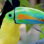 National Aviary of Colombia