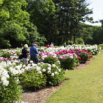 Nichols Arboretum