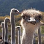 Ostrichland USA